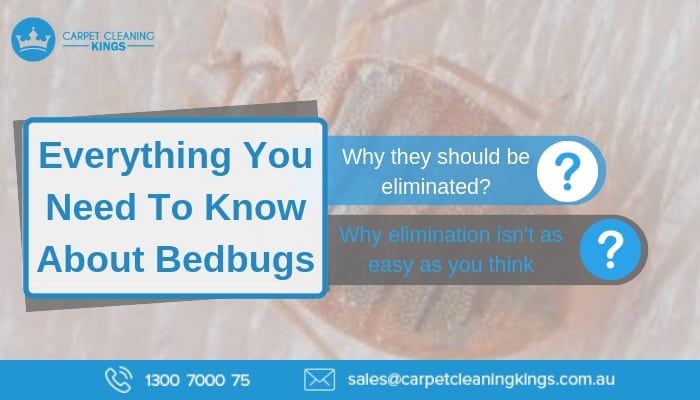 Everything You Need To Know About Bedbugs
