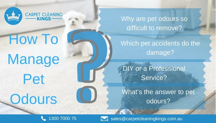 How To Manage Pet Odours (2)