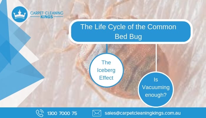 The Life Cycle of the Common Bed Bug