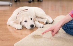 Urine Treatment Carpet Cleaning Kings