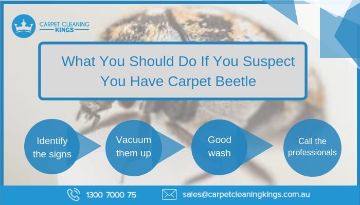 What You Should Do If You Suspect You Have Carpet Beetle