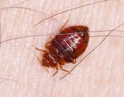 You Need To Know About Bedbugs