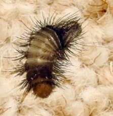Protect Your Wool Carpet From Carpet Beetles