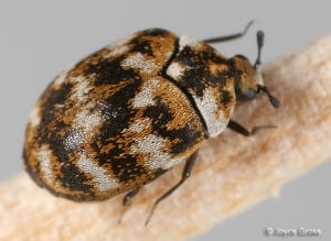 hould Do If You Suspect You Have Carpet Beetle