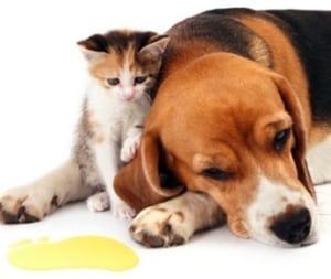 Manage Pet Odours