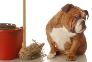 Remove Pet stains And Hair From Your Carpets?