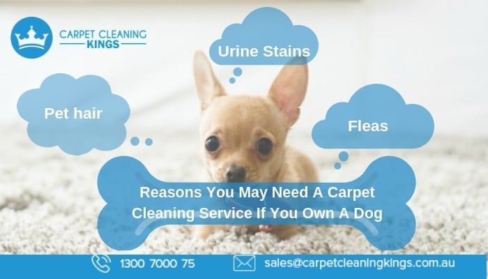 Reasons You May Need A Carpet Cleaning Service If You Own A Dog